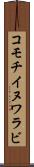 コモチイヌワラビ Scroll