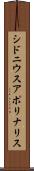 シドニウスアポリナリス Scroll