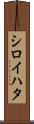 シロイハタ Scroll