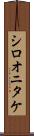 シロオニタケ Scroll