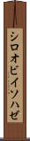 シロオビイソハゼ Scroll