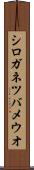 シロガネツバメウオ Scroll