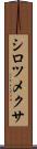 シロツメクサ Scroll
