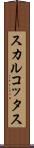 スカルコッタス Scroll