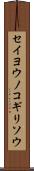セイヨウノコギリソウ Scroll
