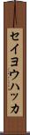 セイヨウハッカ Scroll