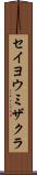セイヨウミザクラ Scroll
