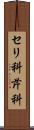 セリ科 Scroll