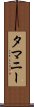タマニー Scroll