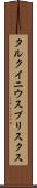タルクイニウスプリスクス Scroll