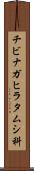 チビナガヒラタムシ科 Scroll
