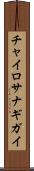 チャイロサナギガイ Scroll