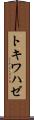 トキワハゼ Scroll