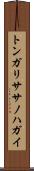 トンガリササノハガイ Scroll