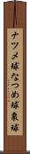 ナツメ球 Scroll