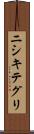ニシキテグリ Scroll