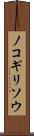 ノコギリソウ Scroll