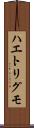 ハエトリグモ Scroll