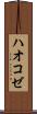 ハオコゼ Scroll