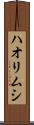 ハオリムシ Scroll