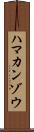 ハマカンゾウ Scroll