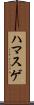 ハマスゲ Scroll