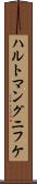 ハルトマングニフケ Scroll