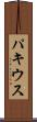 パキウス Scroll