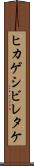 ヒカゲシビレタケ Scroll