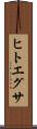 ヒトエグサ Scroll