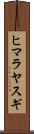 ヒマラヤスギ Scroll