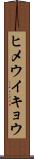 ヒメウイキョウ Scroll