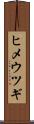 ヒメウツギ Scroll