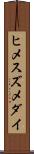 ヒメスズメダイ Scroll