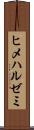 ヒメハルゼミ Scroll