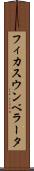 フィカス・ウンベラータ Scroll