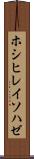 ホシヒレイソハゼ Scroll
