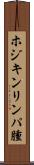 ホジキンリンパ腫 Scroll