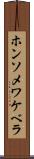 ホンソメワケベラ Scroll