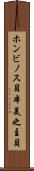 ホンビノス貝 Scroll