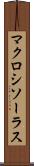 マクロシソーラス Scroll