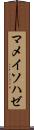 マメイソハゼ Scroll