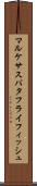マルケサスバタフライフィッシュ Scroll