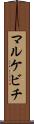 マルケビチ Scroll
