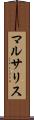 マルサリス Scroll