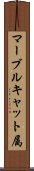 マーブルキャット属 Scroll