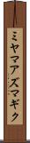ミヤマアズマギク Scroll