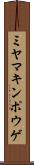 ミヤマキンポウゲ Scroll