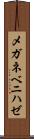 メガネベニハゼ Scroll