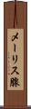 メーリス腺 Scroll